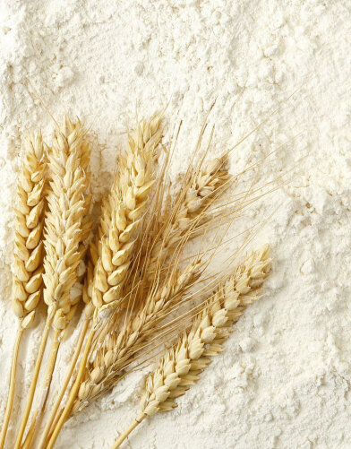 Pregelatinized Wheat Flour