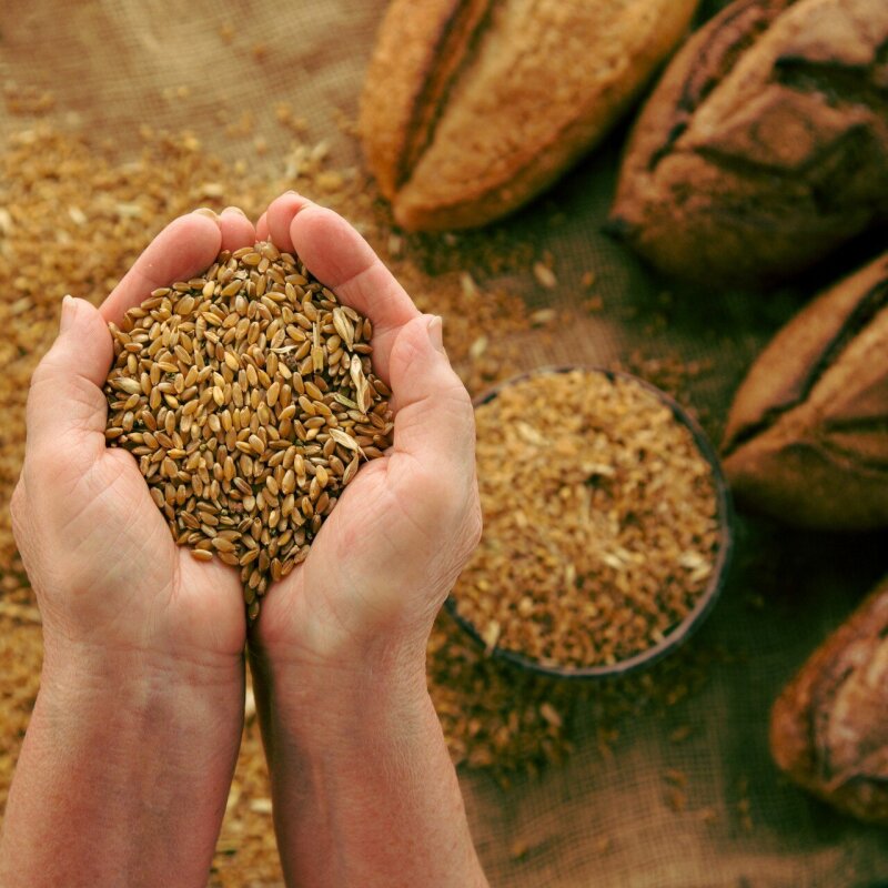 Les solutions les plus naturelles du grain de blé aux tables